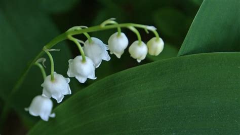 Lily of the Valley by ebi.